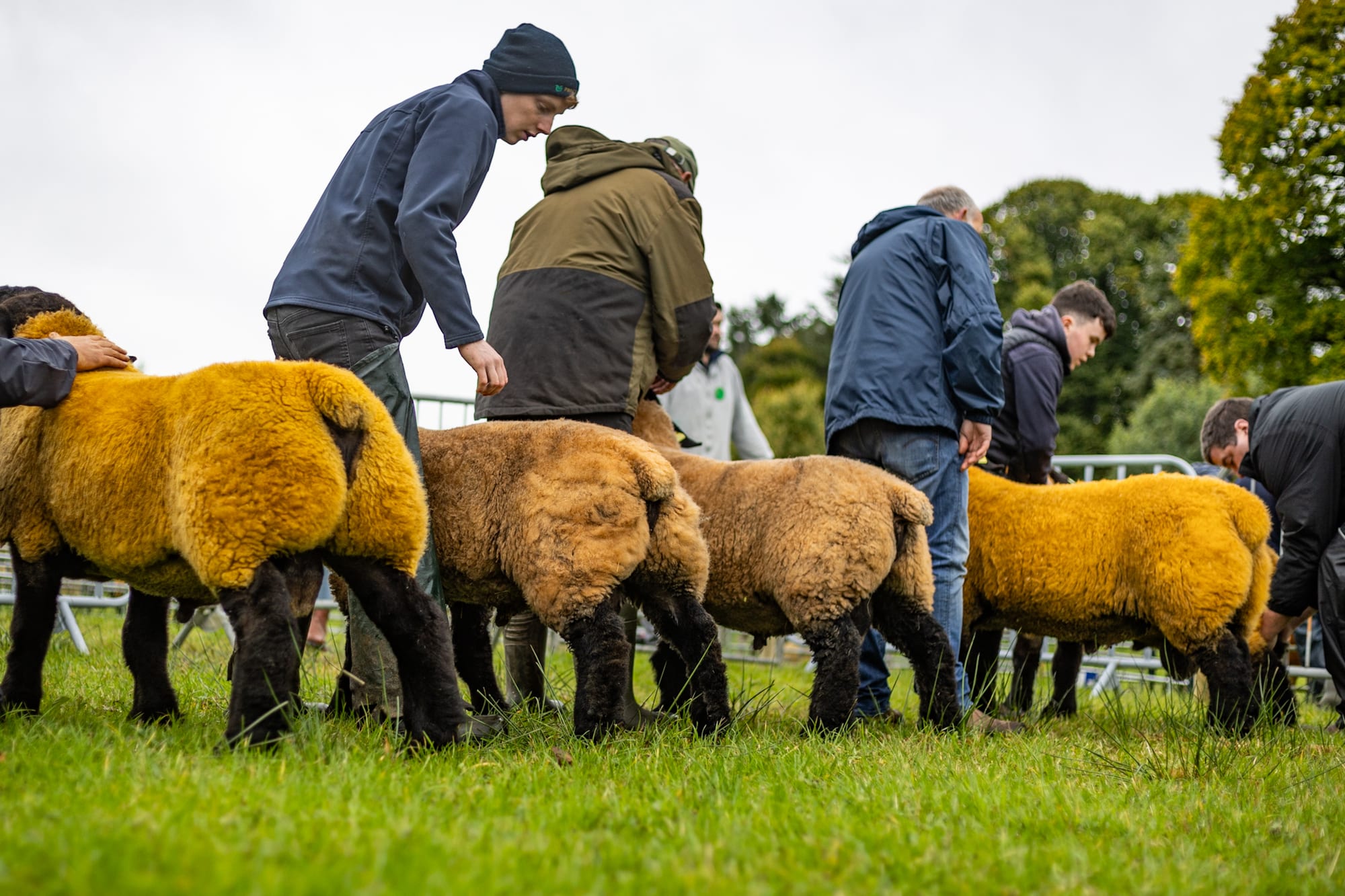 Strokestown Show gallery photo 17